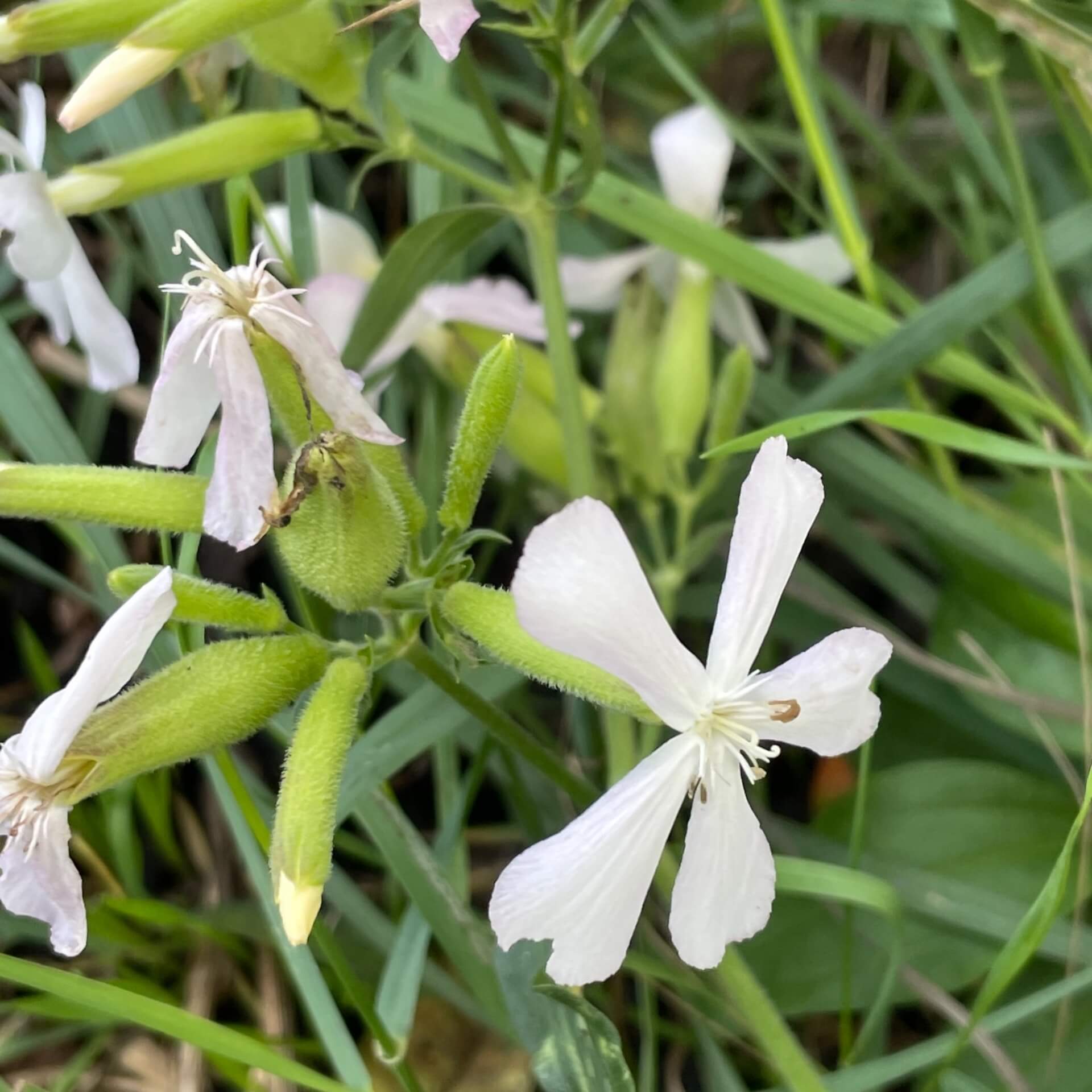 Gewöhnliches Seifenkraut (Saponaria officinalis)