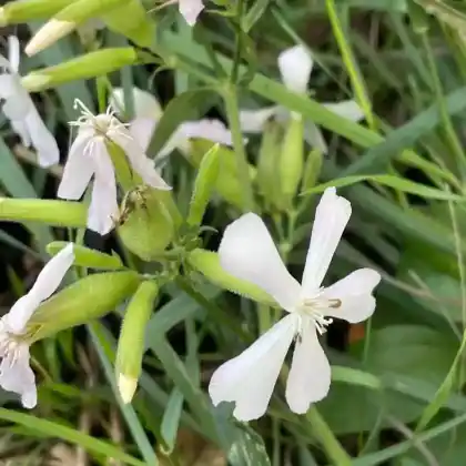 Foto von Gewöhnliches Seifenkraut (Saponaria officinalis)