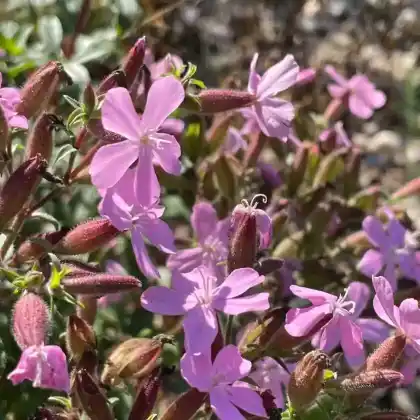 Foto von Seifenkraut (Saponaria sicula var. intermedia)
