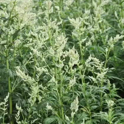 Foto von Weißblühender Beifuß 'Elfenbein' (Artemisia lactiflora 'Elfenbein')