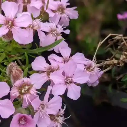 Foto von Oliva-Polster-Seifenkraut (Saponaria x olivana)