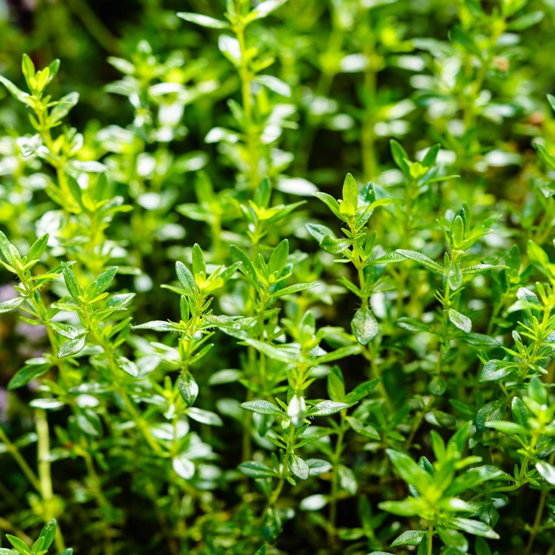 Echtes Bohnenkraut (Satureja hortensis)