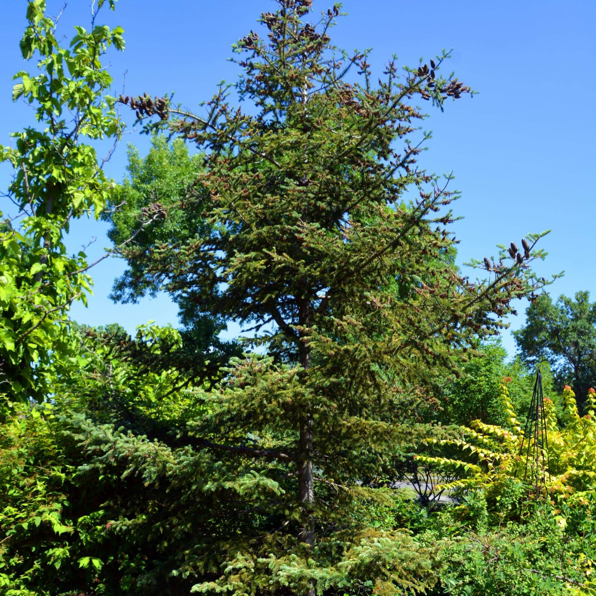 Balsam-Tanne (Abies balsamea)