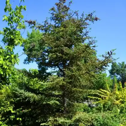 Foto von Balsam-Tanne (Abies balsamea)