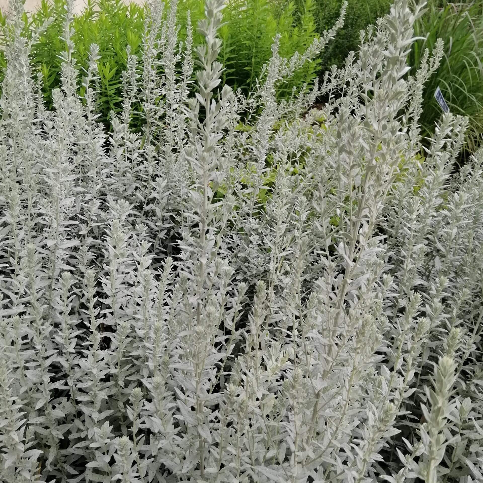 Ludwigs-Beifuß (Artemisia ludoviciana)