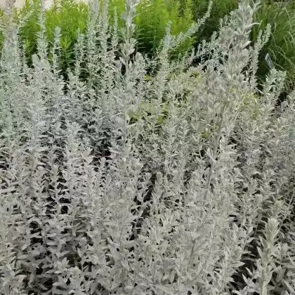 Foto von Ludwigs-Beifuß (Artemisia ludoviciana)