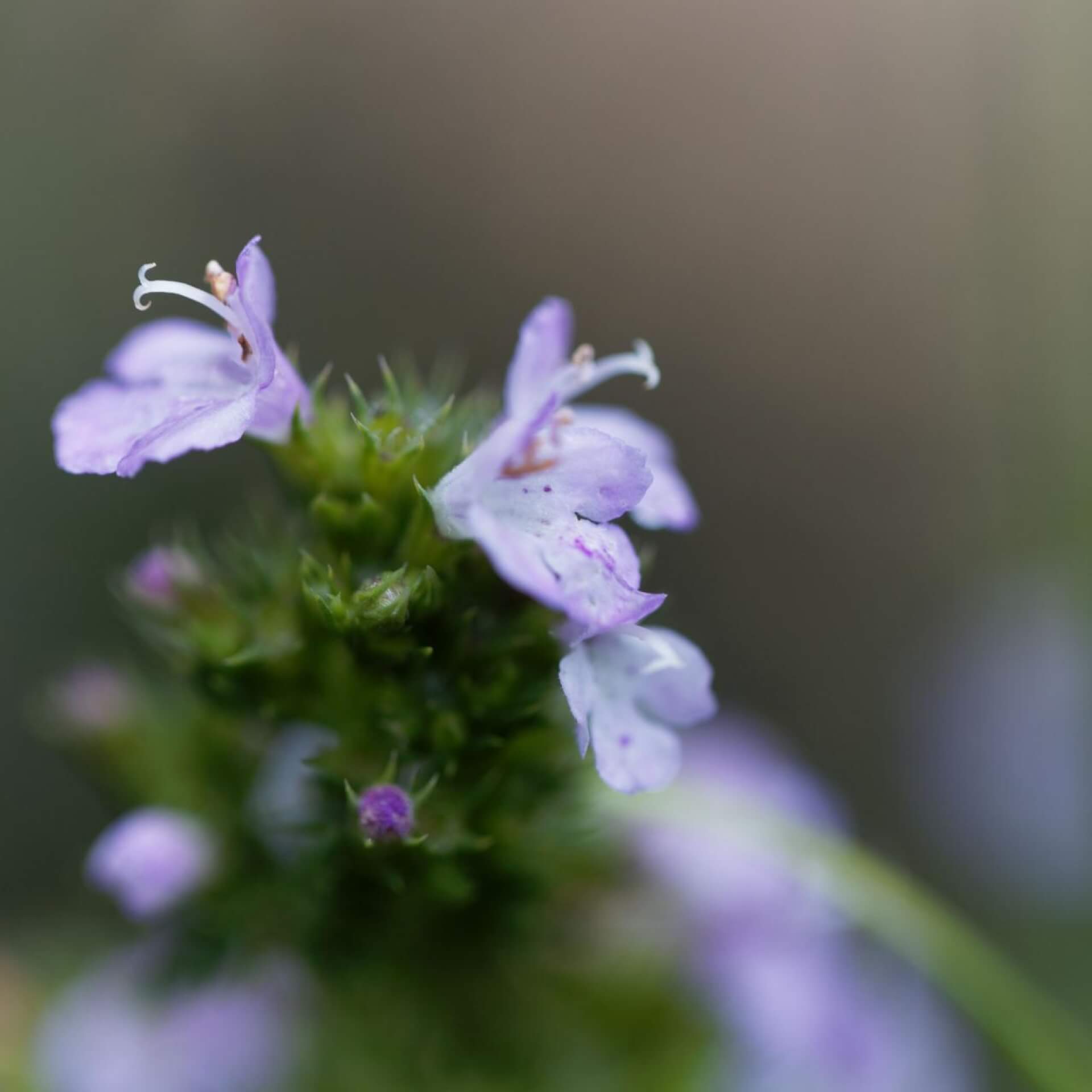 Kriechendes Bohnenkraut (Satureja spicigera)