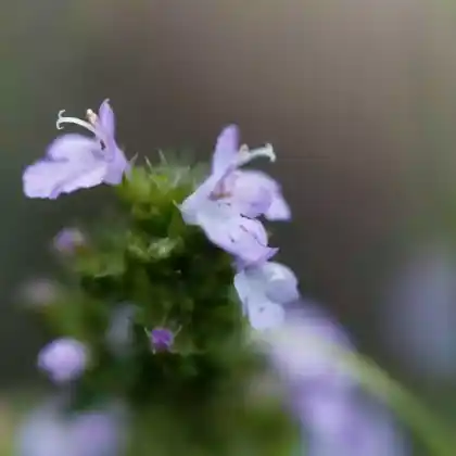 Foto von Kriechendes Bohnenkraut (Satureja spicigera)