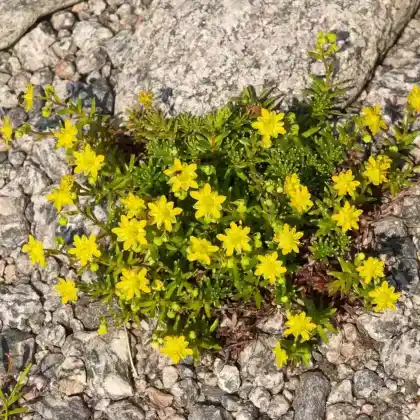 Foto von Fetthennen-Steinbrech (Saxifraga aizoides)