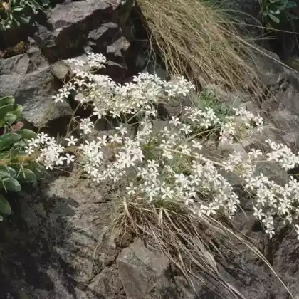 Foto von Strauß-Steinbrech (Saxifraga cotyledon)