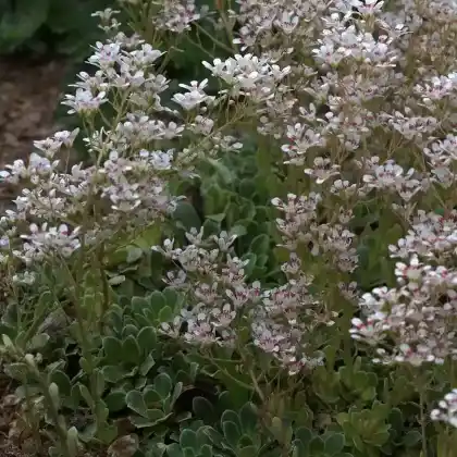 Foto von Strauch Steinbrech 'Southside Seedling' (Saxifraga cotyledon 'Southside Seedling')