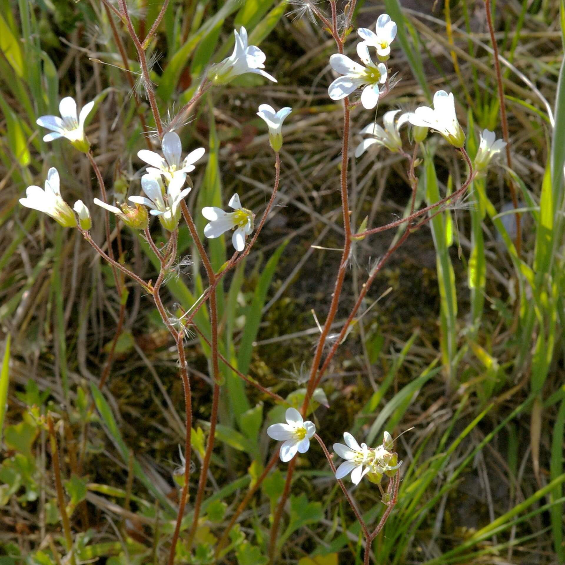 Körnchen-Steinbrech (Saxifraga granulata)