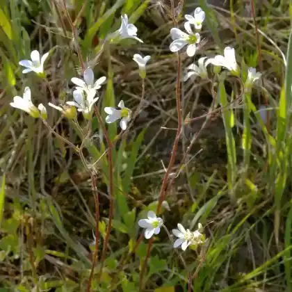 Foto von Körnchen-Steinbrech (Saxifraga granulata)