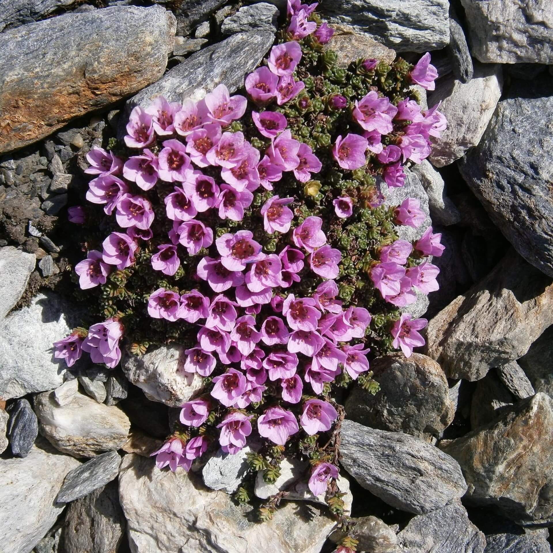 Roter Steinbrech (Saxifraga oppositifolia)