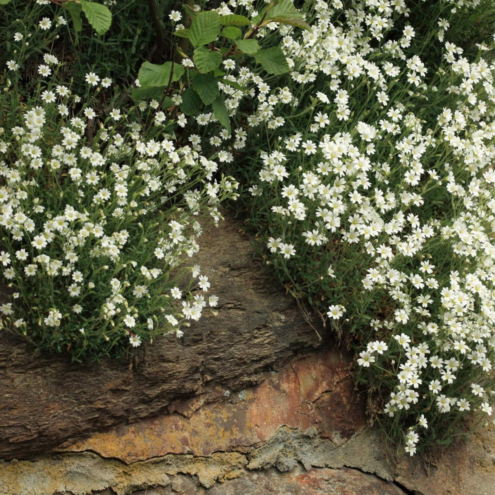 Rispen-Steinbrech (Saxifraga paniculata)
