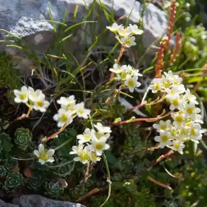 Foto von Rispen-Steinbrech (Saxifraga paniculata)