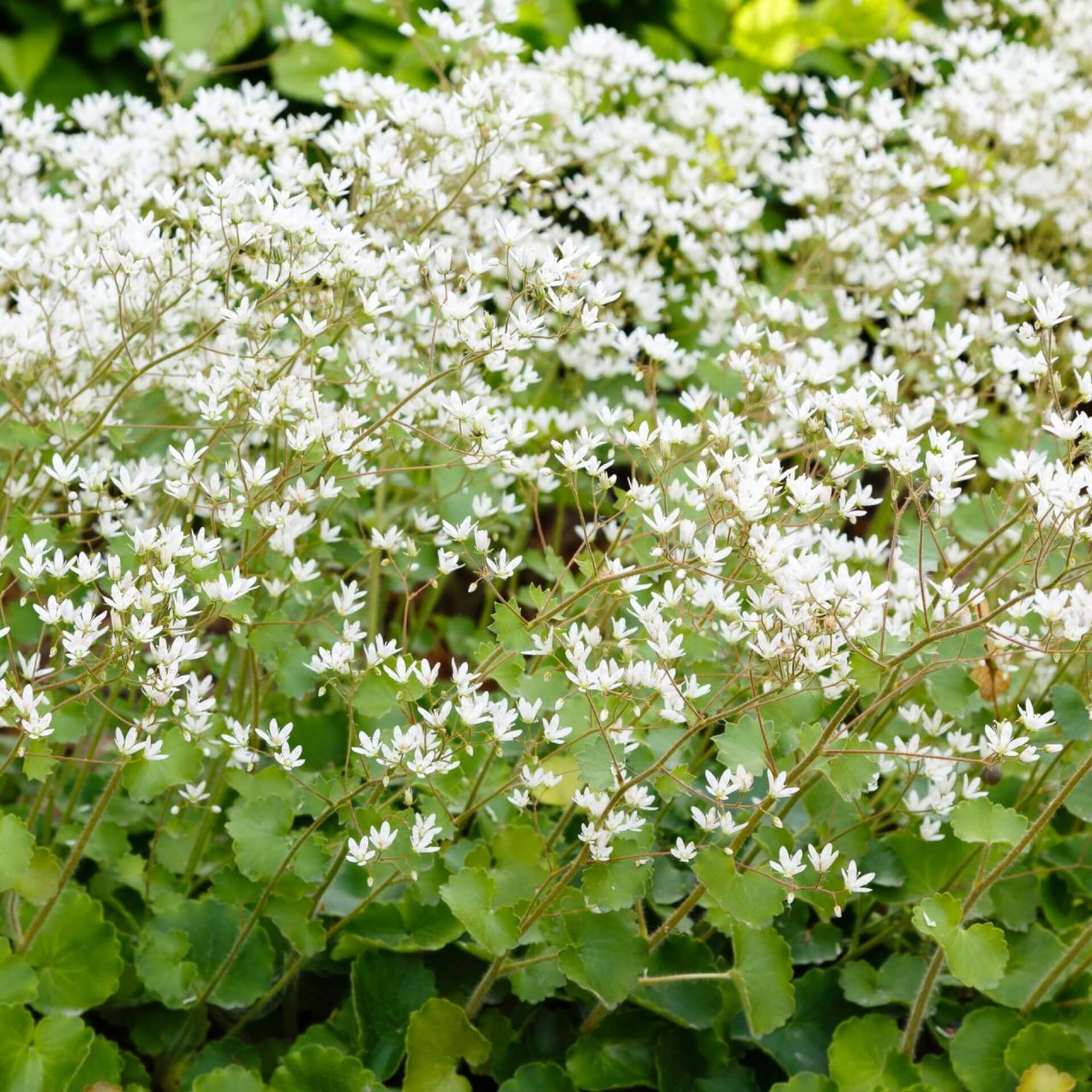 Rundblättriger Steinbrech (Saxifraga rotundifolia)