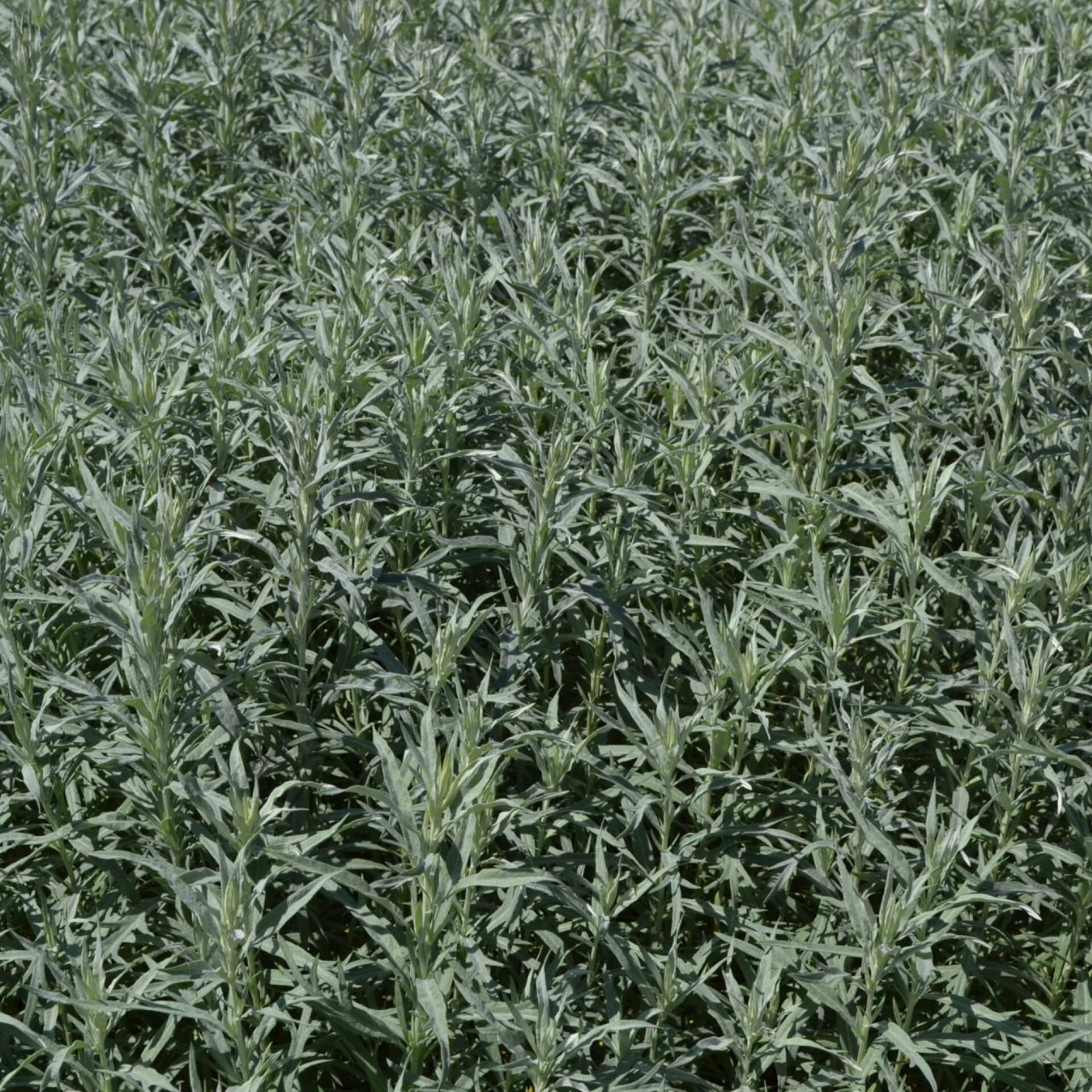 Silbriger Beifuß 'Silver Queen' (Artemisia ludoviciana 'Silver Queen')