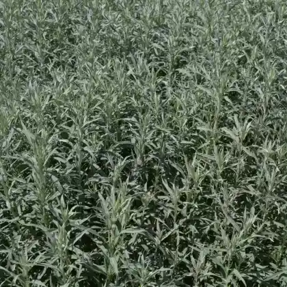 Foto von Silbriger Beifuß 'Silver Queen' (Artemisia ludoviciana 'Silver Queen')