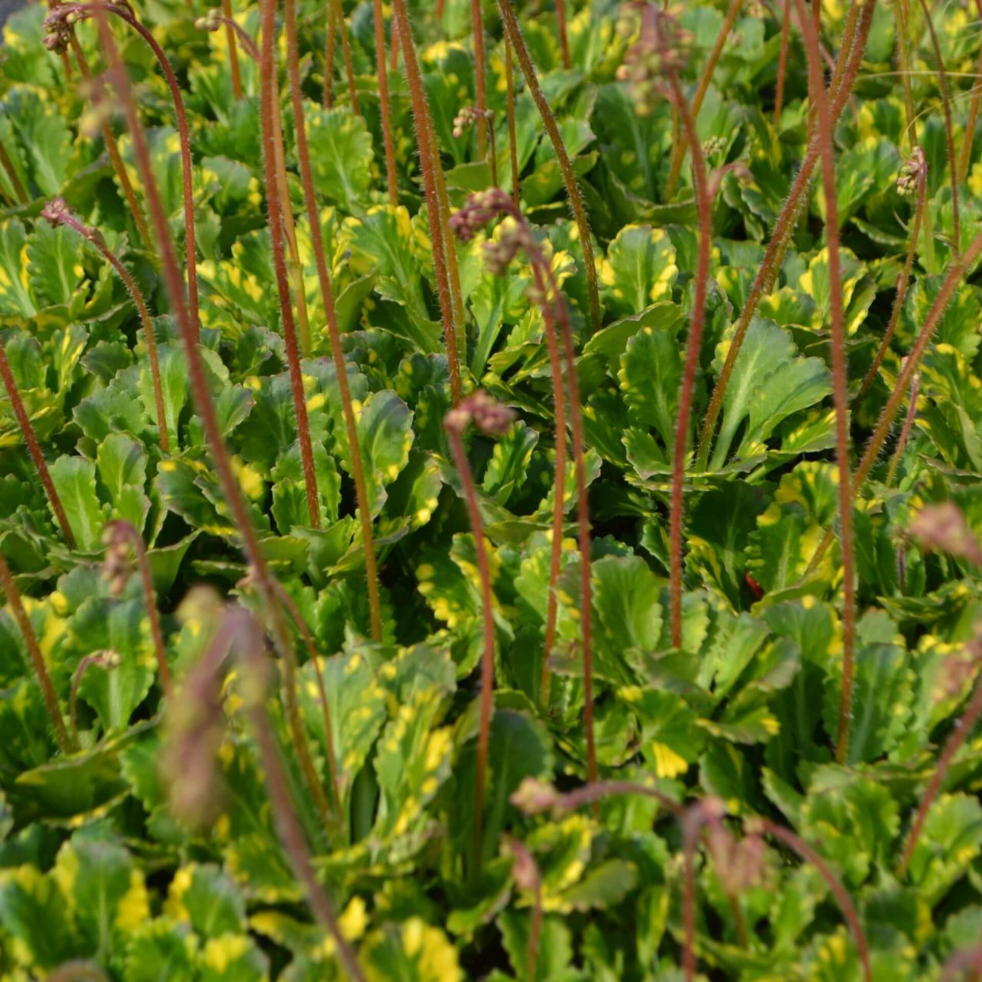 Porzellanblümchen 'Variegata' (Saxifraga x urbium 'Variegata')