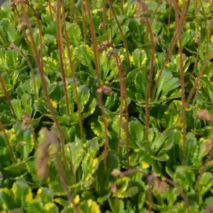Foto von Porzellanblümchen 'Variegata' (Saxifraga x urbium 'Variegata')