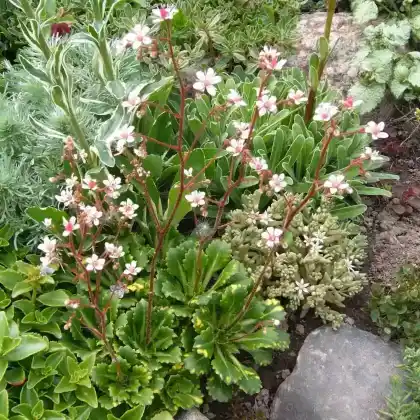 Foto von Porzellanblümchen (Saxifraga x urbium)