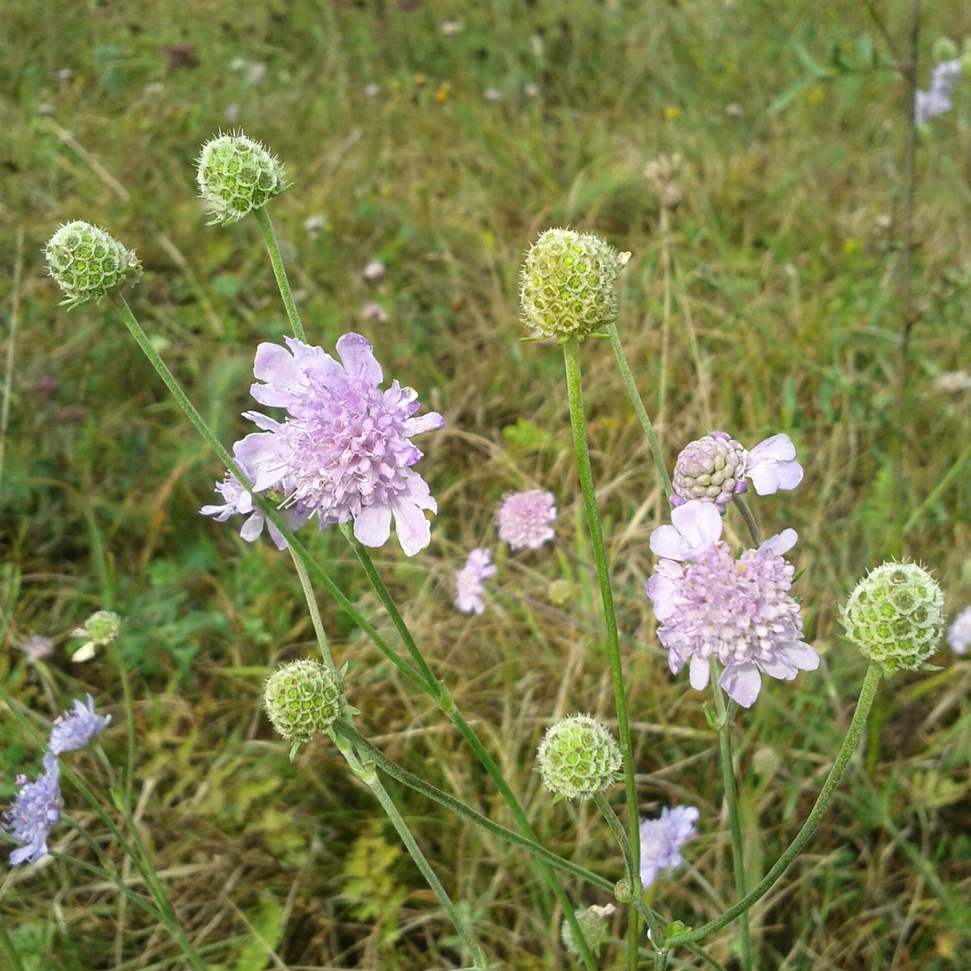 Duft-Skabiose (Scabiosa canescens)