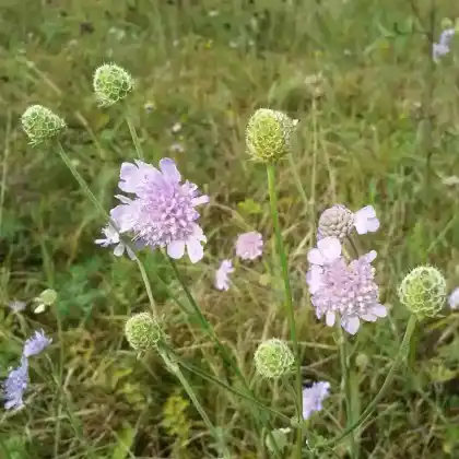 Foto von Duft-Skabiose (Scabiosa canescens)