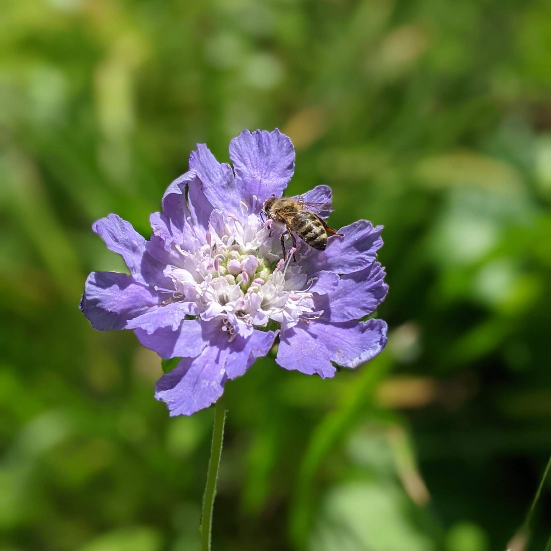 Duft-Skabiose 'Clive Greaves' (Scabiosa caucasica 'Clive Greaves')