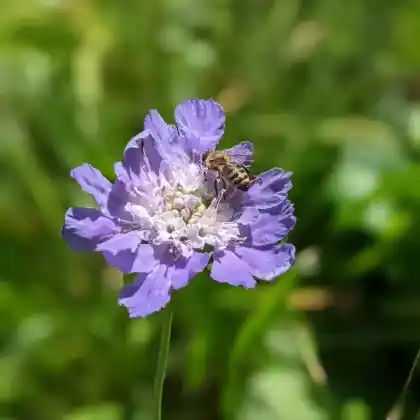 Foto von Kaukasus-Skabiose 'Clive Greaves' (Scabiosa caucasica 'Clive Greaves')