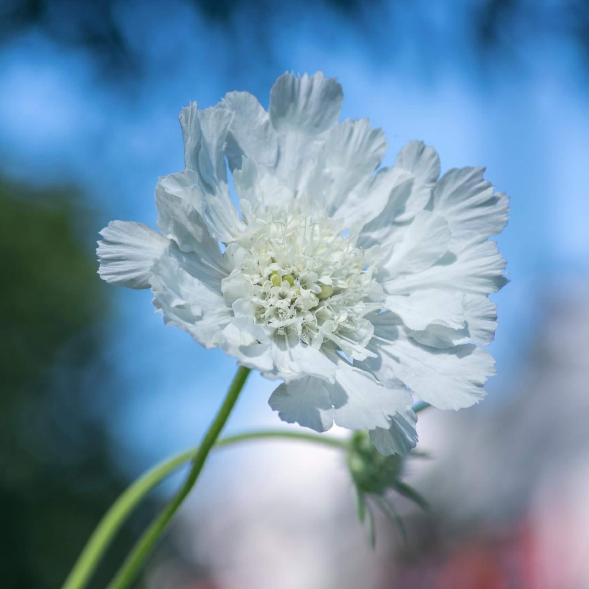 Duft-Skabiose 'Perfecta Alba' (Scabiosa caucasica 'Perfecta Alba')