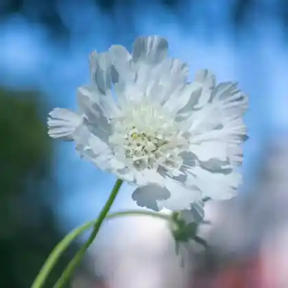 Foto von Kaukasus-Skabiose 'Perfecta Alba' (Scabiosa caucasica 'Perfecta Alba')