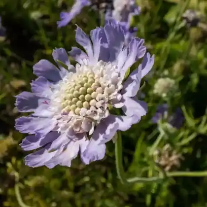 Foto von Kaukasus-Skabiose 'Perfecta' (Scabiosa caucasica 'Perfecta')