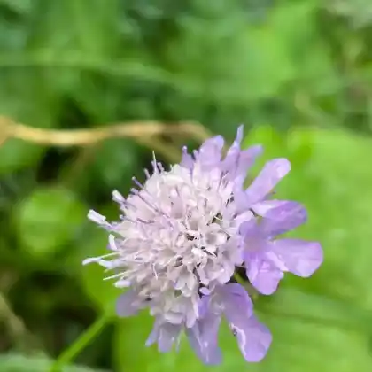 Foto von Tauben-Skabiose (Scabiosa columbaria)