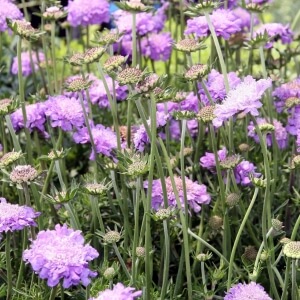 TaubenSkabiose Expertenwissen für Garten & Balkon