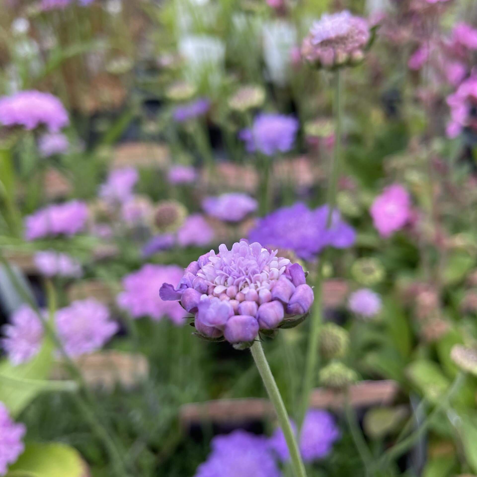 Tauben-Skabiose 'Butterfly Blue' (Scabiosa columbaria 'Butterfly Blue')