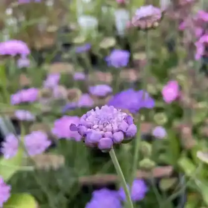 Foto von Tauben-Skabiose 'Butterfly Blue' (Scabiosa columbaria 'Butterfly Blue')