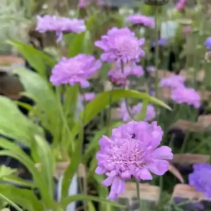 Foto von Tauben-Skabiose 'Pink Mist' (Scabiosa columbaria 'Pink Mist')
