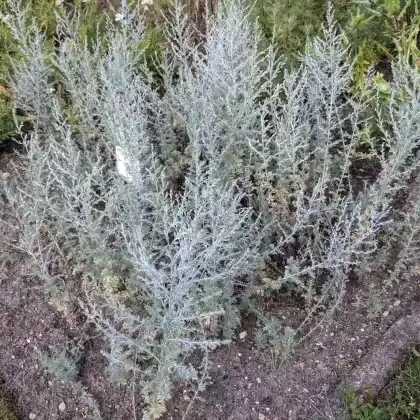 Foto von Strand-Beifuß (Artemisia maritima)