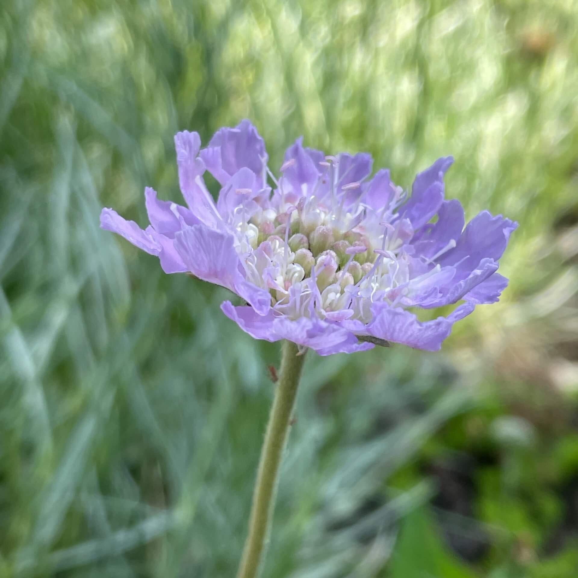 Grasblättrige Skabiose (Scabiosa graminifolia)