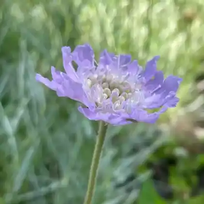 Foto von Grasblättrige Skabiose (Scabiosa graminifolia)