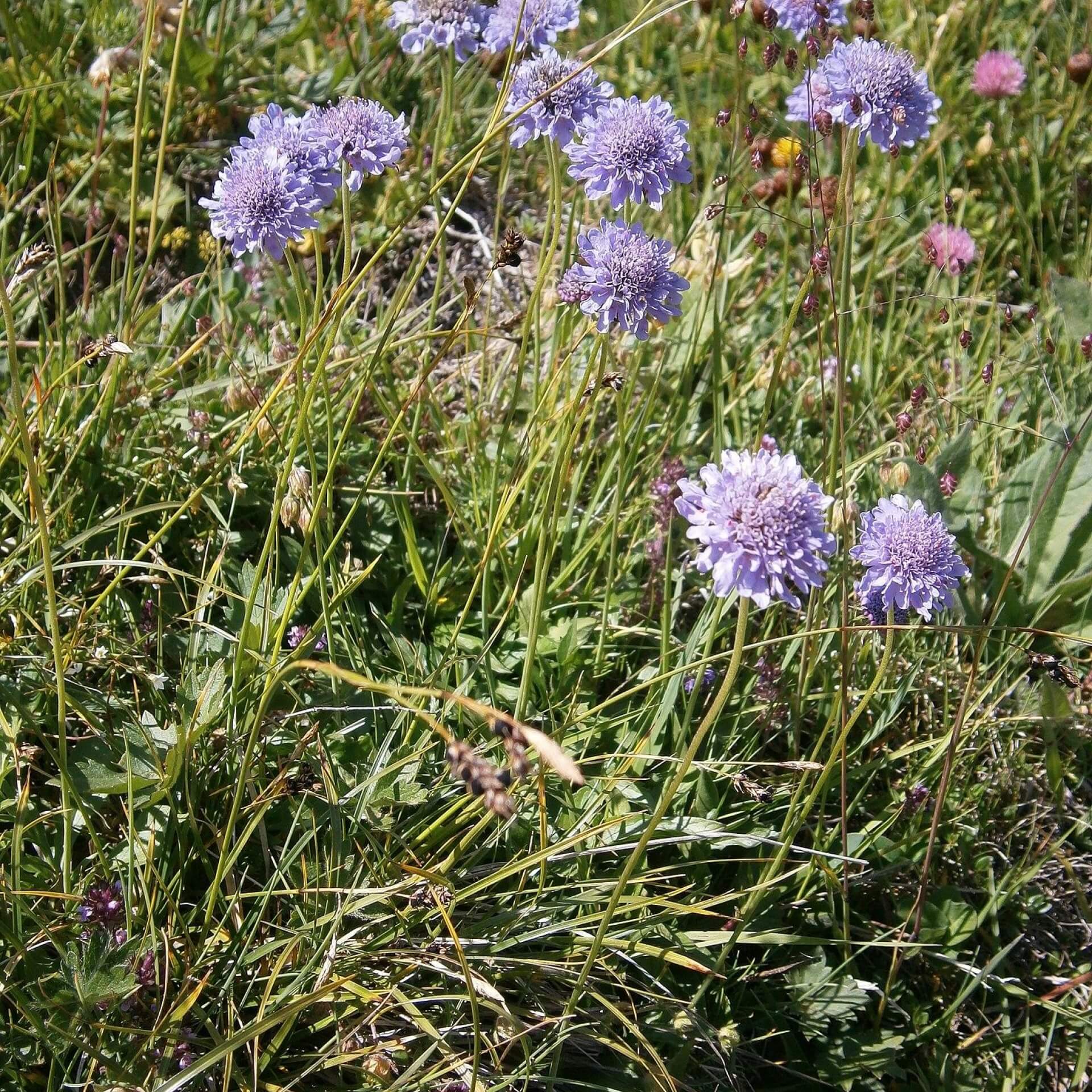 Glanz-Skabiose (Scabiosa lucida)