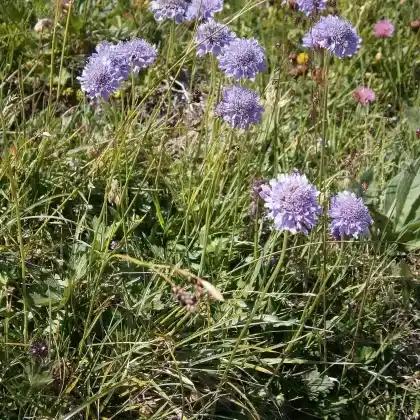 Foto von Glanz-Skabiose (Scabiosa lucida)