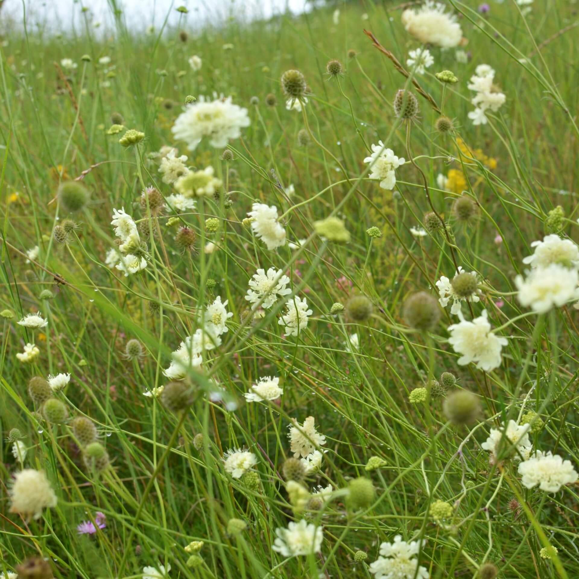 Gelbe Skabiose (Scabiosa ochroleuca)