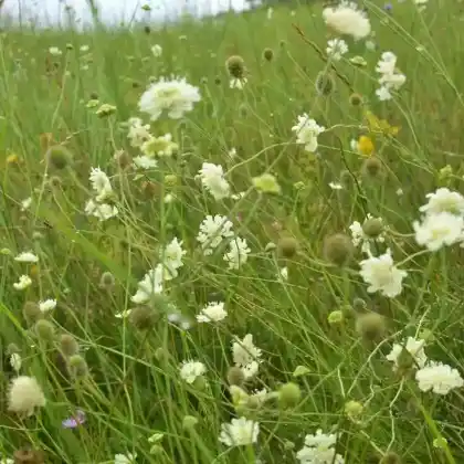 Foto von Gelbe Skabiose (Scabiosa ochroleuca)