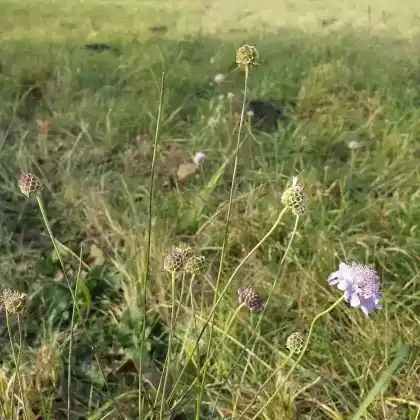 Foto von Südliche Skabiose (Scabiosa triandra)