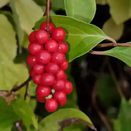 Foto von Chinesisches Spaltkörbchen (Schisandra chinensis)