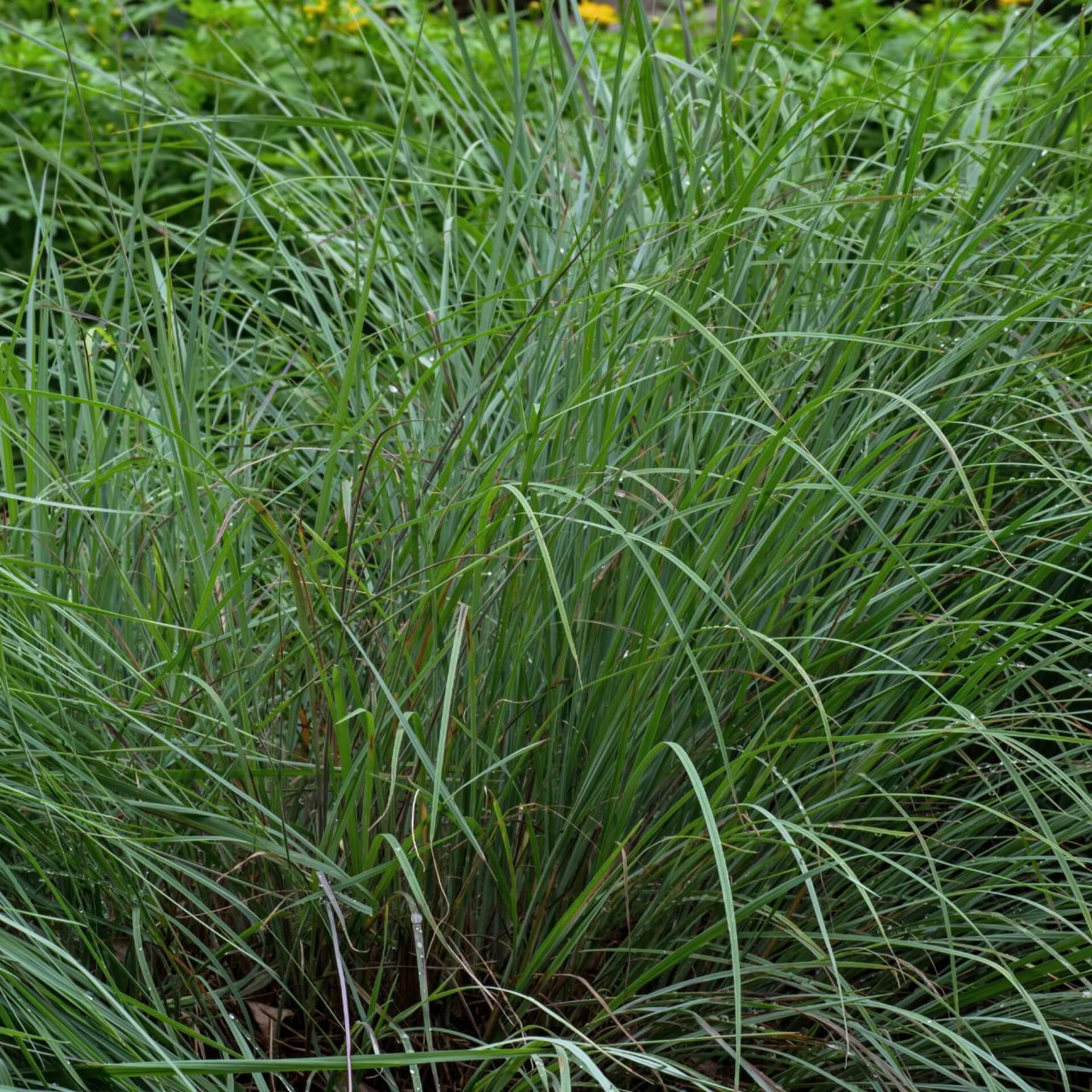 Präriegras (Schizachyrium scoparium)