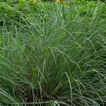 Foto von Präriegras (Schizachyrium scoparium)