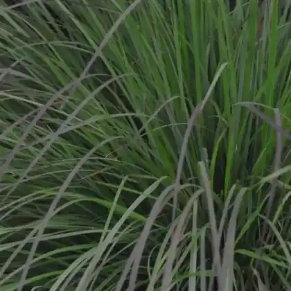 Foto von Präriegras 'Blue Heaven' (Schizachyrium scoparium 'Blue Heaven')
